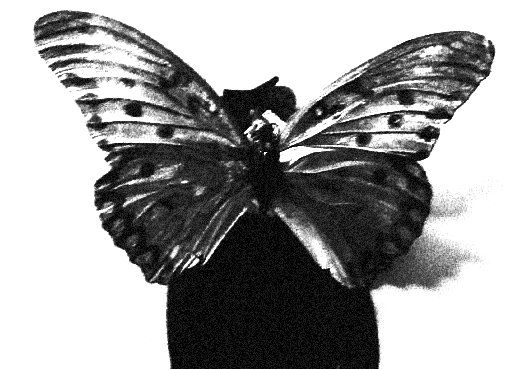 Collector1 Image